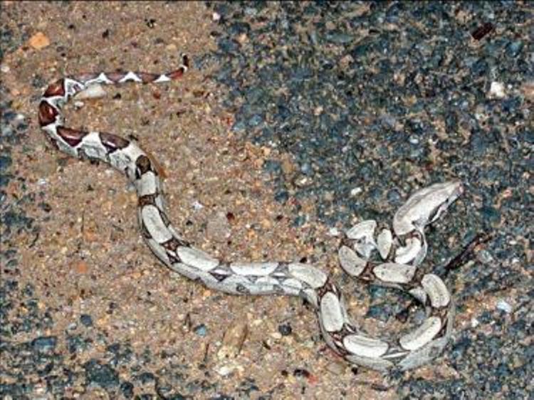 PEST CONTROL VENOMOUS SNAKES